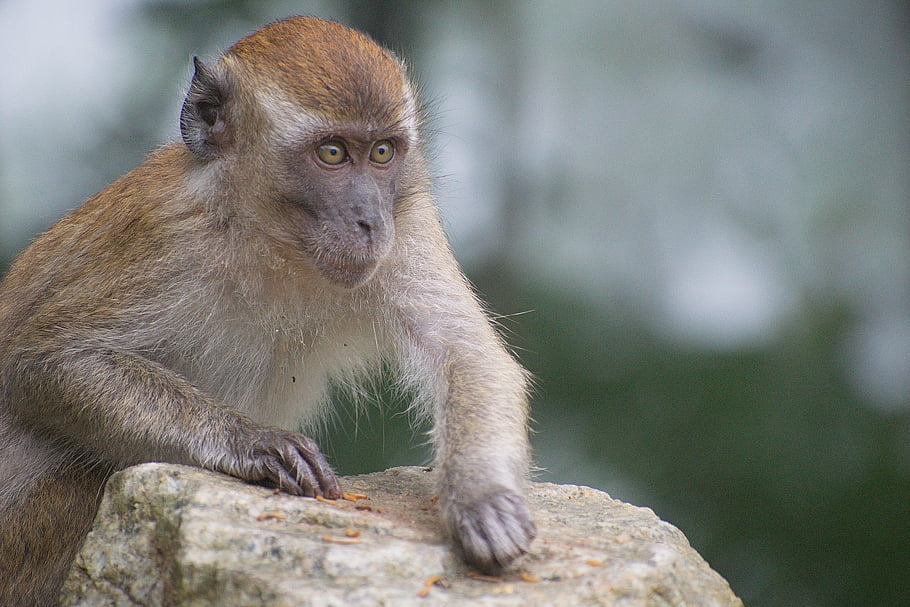 animal, monkey, primate, mammal, portrait, wildlife, nature, furry, wild