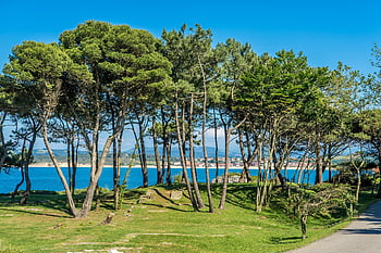 santander, cantabria, spain, nature, coast, summer, tourism, holiday, travel, peninsula De La Magdalena, trees
