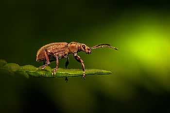 charançon de l'ortie, insecte, scarabée, punaise, entomologie, faune, le monde animal, fermer, la nature, animal, macro