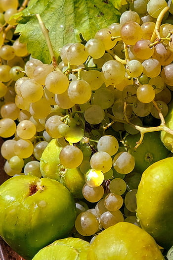 grapes, figs, fruit, juicy, green Grape, green Figs, food, nutrition, arrangement, ripe, sweet