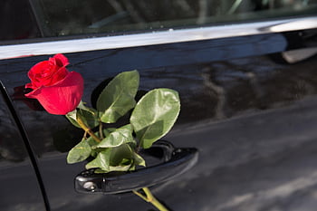 růže, auto, Valentýn, výročí, pocity, dar, elegance, horizontální, dveře, den, Dovolená