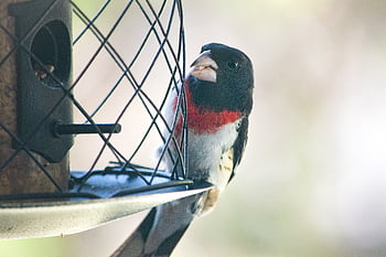 bird, feeder, nature, seed, food, animal, wildlife, colorful, beak, feathers, wings