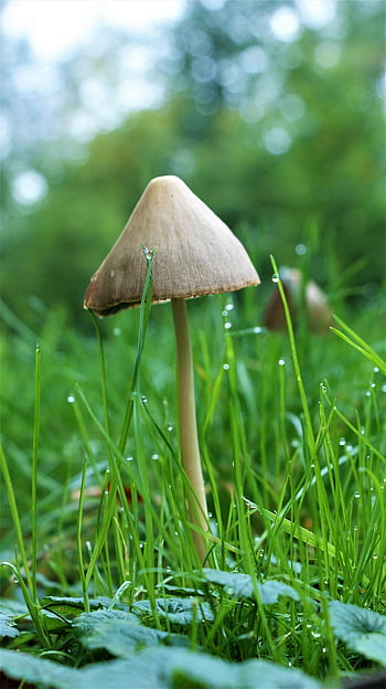 mushroom, fungus, fungi, agaric, toxic, mycology, forest, flora, dew, moss, wet