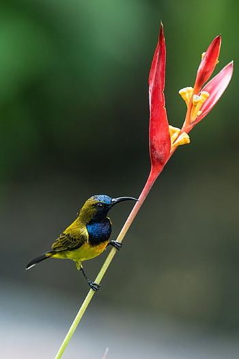 bird, flower Background, sunbird, flower Wallpaper, beautiful Flowers, olive-backed Sunbird, flower, grass, garden, nature, ornithology