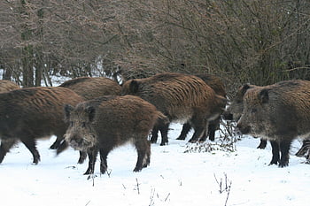 dzik, dzika świnia, świnia, Natura, włosy, ssaków, brutalny, siać, ożywiony, las, kreatura