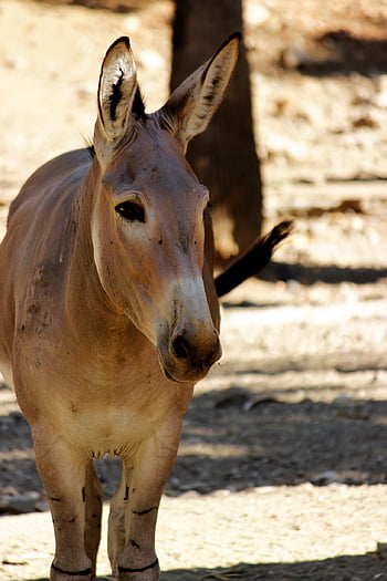 osel, Somálský zadek, býložravý, savec, Příroda, zoo, volně žijících živočichů, zvíře, fauna