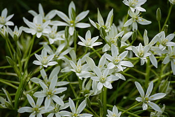 flowers, ornitholgalum, star Of Bethlehem, white Flowers, wildflowers