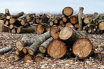 clearing, forest, wood, tree Trunks, woodwork, roden, tree Felling, forestry, trees, saw Off, chainsaw