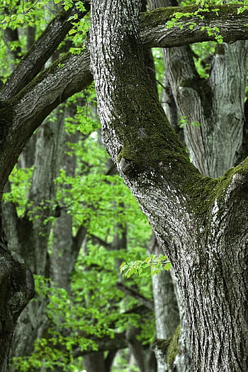 las, drzewo, bagażnik samochodowy, mech, porost, szczekać, drewno, stare drzewo, Natura, zbliżenie