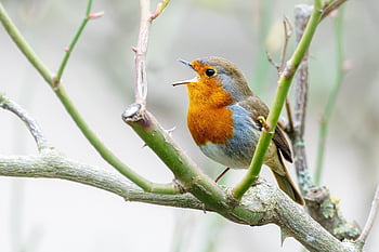 Robin, Vogel, Tier, Europäisches Rotkehlchen, Singvogel, Tierwelt, Gefieder, Schnabel, Ast, zwitschern, Tweet