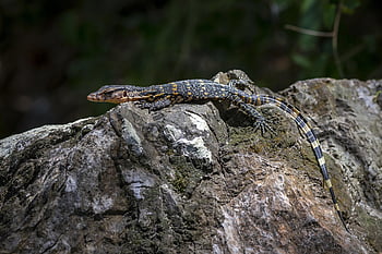 asijské vodní monitor, krutý, puntíkovaný, Austrálie, tropické klima, plazení, dráp, ohrožené druhy, zoologie, Thajsko, plaz