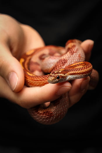 red corn snake, vibrant red snake, gently held snake, human hands, red serpent, pet snake, snake in hand, corn snake, red snake, snake photography, snake handling