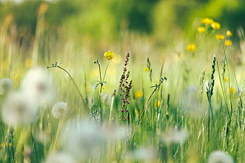 kwiaty, jaskiery, mlecze, Natura, kwiatowa tapeta, kwiat tło, piękne kwiaty, łąka, pole