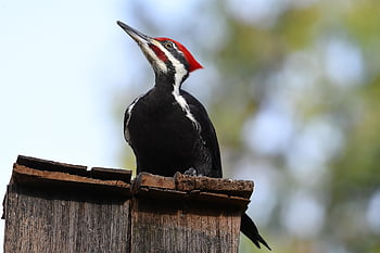 pták, datel, pileated datel, zobák, plot, dřevo, posazený, ptačí, volně žijících živočichů, ornitologie, pozorování ptáků