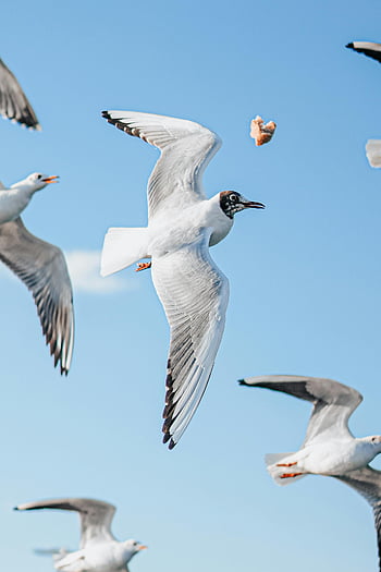 flock of flying seagulls, seagulls, flying seagulls, blue sky, mid-motion, sea, birds, wildlife, nature, ocean, coastal