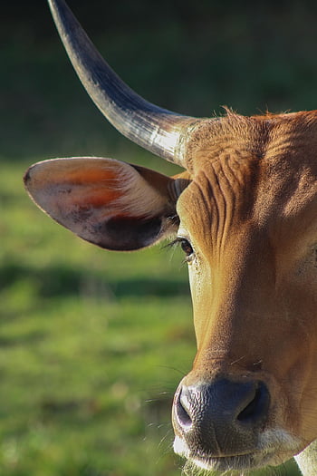 cow, cattle, animal, mammal, farm, pasture, livestock, ranch, bovine, nature, zoo