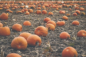 fall, pumpkins, background, autumn, agriculture, food, squash, garden, orange, patch, october