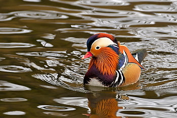 canards mandarins, canard, oiseau, animal, plumes, plumage, le bec, sauvagine, la nature, faune, l'observation des oiseaux