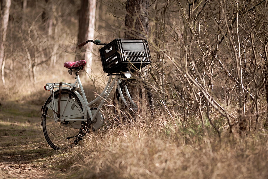 bicicletta, foresta, alberi, cestino della bicicletta, vecchia bicicletta, Vintage ▾, all'aperto, natura