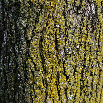 mechově hnědý kmen stromu, detailní záběr na kůru stromu, strom pokrytý mechem, Vzory přírody, strom textury, složité vzory, přírodní textury, texturu kůry stromů, mechový strom, strom pokrytý lišejníkem, lesní detaily