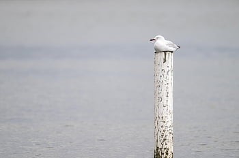 camar, burung, camar perak, burung laut, bulu burung, paruh, tagihan, Chroicocephalus Novaehollandiae, laridae, burung pantai, alam
