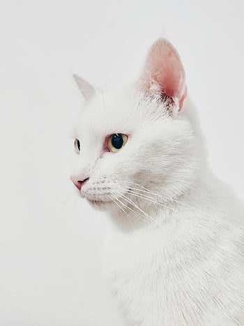 vit katt, närbild foto, gröna ögon, Elegant katt, mjuk bakgrund, vit päls, kattporträtt, husdjur fotografering, djur närbild, kattskönhet, vitt djur