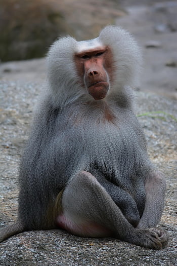 hamadryas Baboon, monkey, zoo, baboon, animal, mammal, primate, wildlife, fur, hairy, fauna