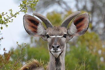 kudu, antilopa, zvíře, savec, uši, Příroda, rohy, divoké zvíře, živočišného světa, volně žijících živočichů, fotografování divoké zvěře