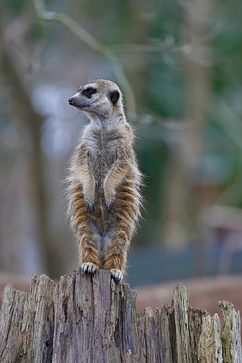 animal, mammal, meerkat, nature, species, fauna, wildlife, fur, zoo, guardian, watching Out