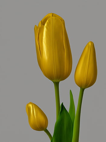 ai Generated, yellow Tulips, flowers, tulip, to Flourish, plant, flora, happy Mothers Day, phone Background, unreal