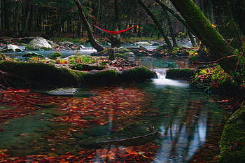 river, stream, forest, nature, trees, rocks, moss, fall, reflection, waterfall, cascades