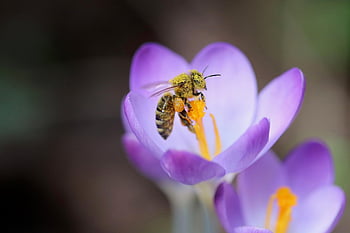 včela, včelí med, krokus, pyl, květinové pozadí, opylování, nektar, hmyz, jaro, krásné květiny, fialový květ