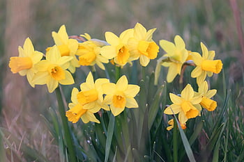 narcisy, velikonoční zvony, jarní květiny, žlutá, květy, narcissus pseudonarcissus, jaro, zblízka, začátek jara, předzvěst jara, brzy bloomer