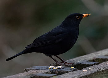 male Uk Blackbird, male Blackbird, blackbird, black Bird, orange Beak, songbird