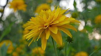 fiore, fioritura, avvicinamento, giallo, fiorire, natura, petalo, flora, floreale, colorato, sfondo
