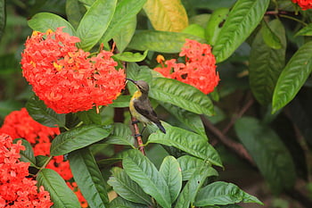 นก, นกที่เล็กที่สุดของโลก, กรงนกใหญ่, Sunbird, ขน, ธรรมชาติ, ป่า, ดอกไม้, เล็ก, น้ำทิพย์, ixora coccinea