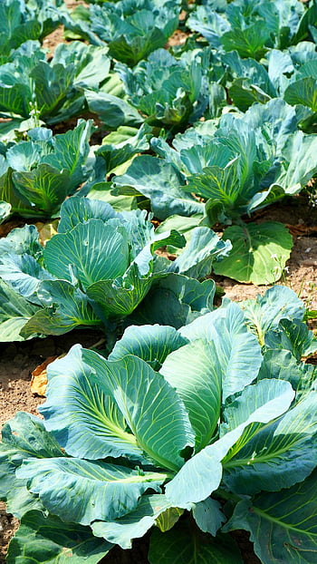 kohl, grönsaker, fält, odlingsbar, lantbruk, grönsaksfält, natur