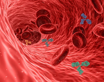 virus, pathogen, antibody, antibodies, immune System, red Blood Cells, blood Vessel, artery, vein, capillary, inflammation