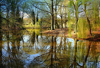 rybník, voda, Příroda, odraz, vrba, park, klidný