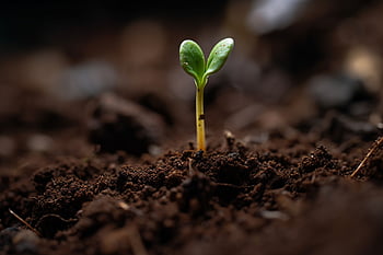 sætteplante, plante, vækst, begyndelser, koncept, blad, natur, smuds, organisk, nyt liv, skønhed