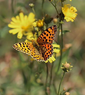 farfalla, insetto, prato, Pozzetto Megera, campo, flora, fauna, animale, natura