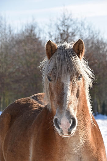 hest, hode, brun hest, hesthodet, equine, vallak, pattedyr, dyreportrett, natur, dyr, dyr verden