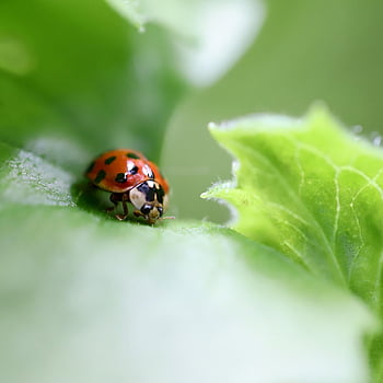 ladybug, insect, beetle, lucky Charm, useful, entomology, coccinellidae, lice Enemy