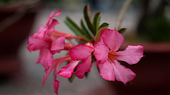 adenium Obesum, pink Flowers, beautiful Flowers, adenium, flowers, nature, flower Background, flower Wallpaper, plant, flower