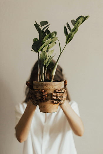 donna, detenzione, pianta in vaso, mani coperte di sporco, in casa, foglie verdi, pentola di terracotta, giardinaggio indoor, cura delle piante, Suggerimenti per il giardinaggio, pianta della casa