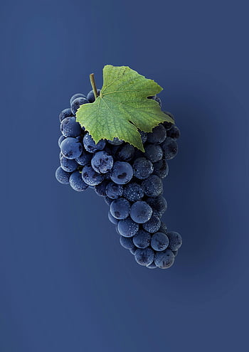 grapes, blue grapes, close-up shot, vibrant grapes, fresh grapes, solid blue background, food themes, beverage themes, grape leaf, bunch of grapes, blue background