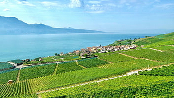 vines, vineyards, agriculture, farming, landscape, hillsides, lavaux, viticulture, lake, lake Geneva, switzerland