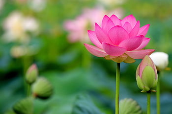 lotus, lotus Pond, pond, flower Background, water Lilies, water Lily, flower, nature, plant, pond Plants, lotus Leaf