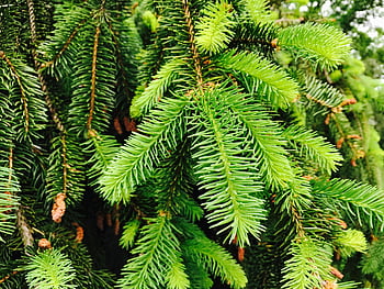 closeup conifer tree, detailed close-up, lush green pine, tree branches, vibrant needles, pine tree, conifer needles, green pine, tree details, pine branches, conifer closeup
