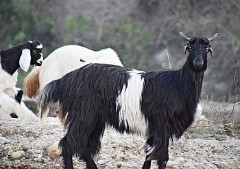 koza, domácí zvíře, hospodářských zvířat, zvíře, rohy, hospodařit, savec, kozí bradka, bock, rohatý, srst